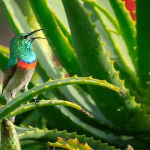 Aloe Vera